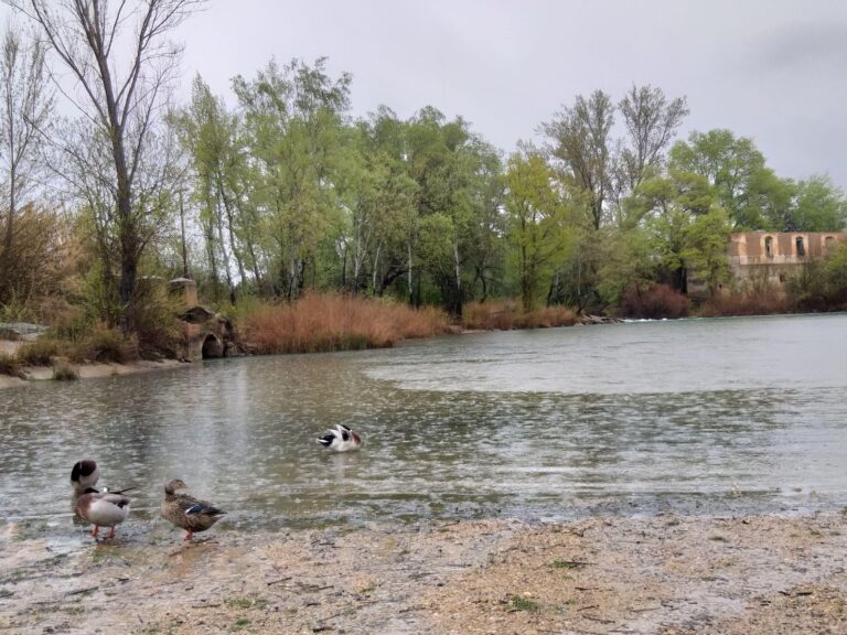 Patos, ocas y otras cosas